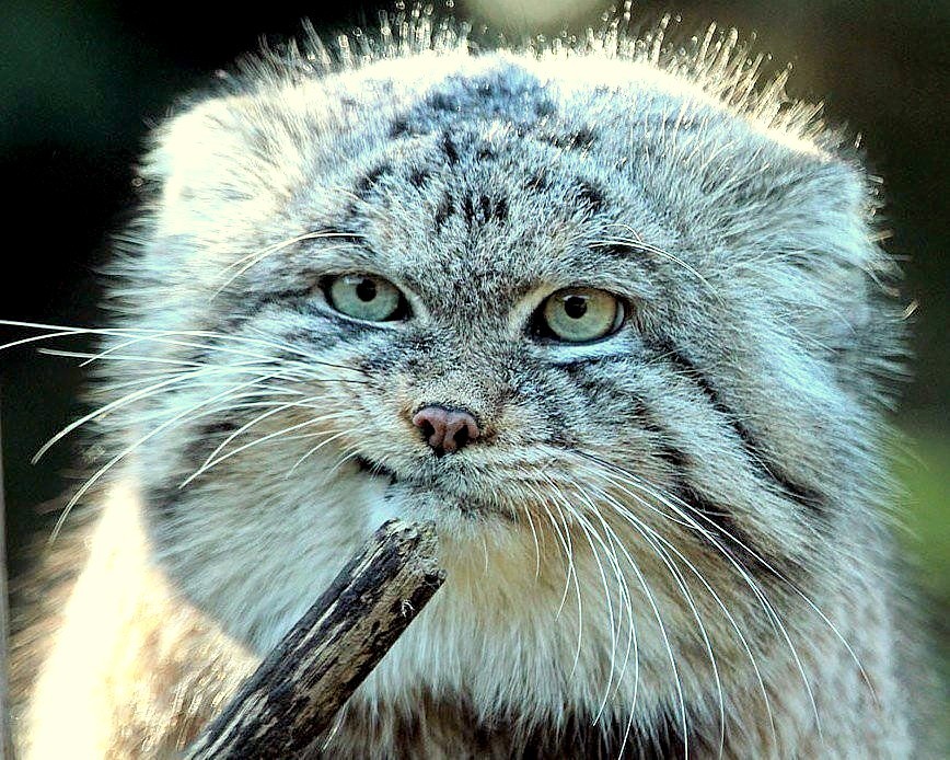 Steppe cat Manul - cat, Wild animals, Predator, The photo, Longpost, Pallas' cat