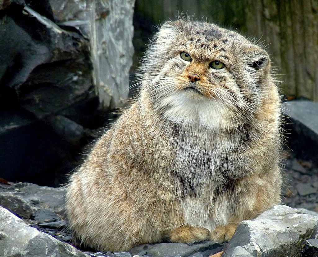 Steppe cat Manul - cat, Wild animals, Predator, The photo, Longpost, Pallas' cat