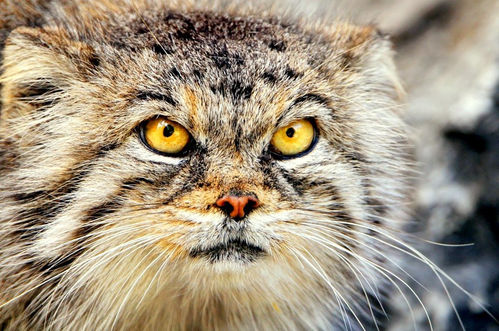 Steppe cat Manul - cat, Wild animals, Predator, The photo, Longpost, Pallas' cat