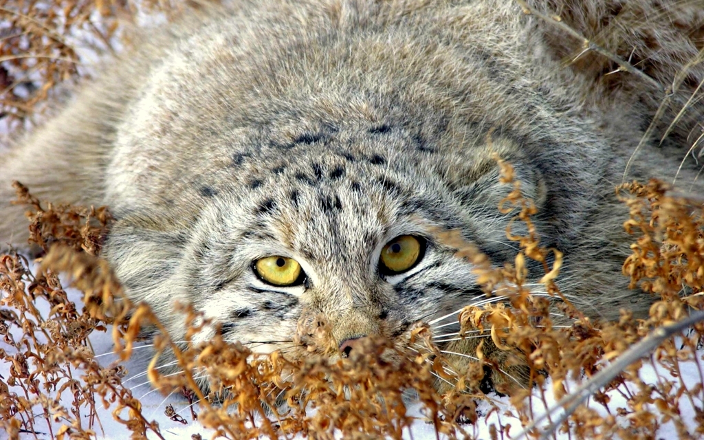 Steppe cat Manul - cat, Wild animals, Predator, The photo, Longpost, Pallas' cat