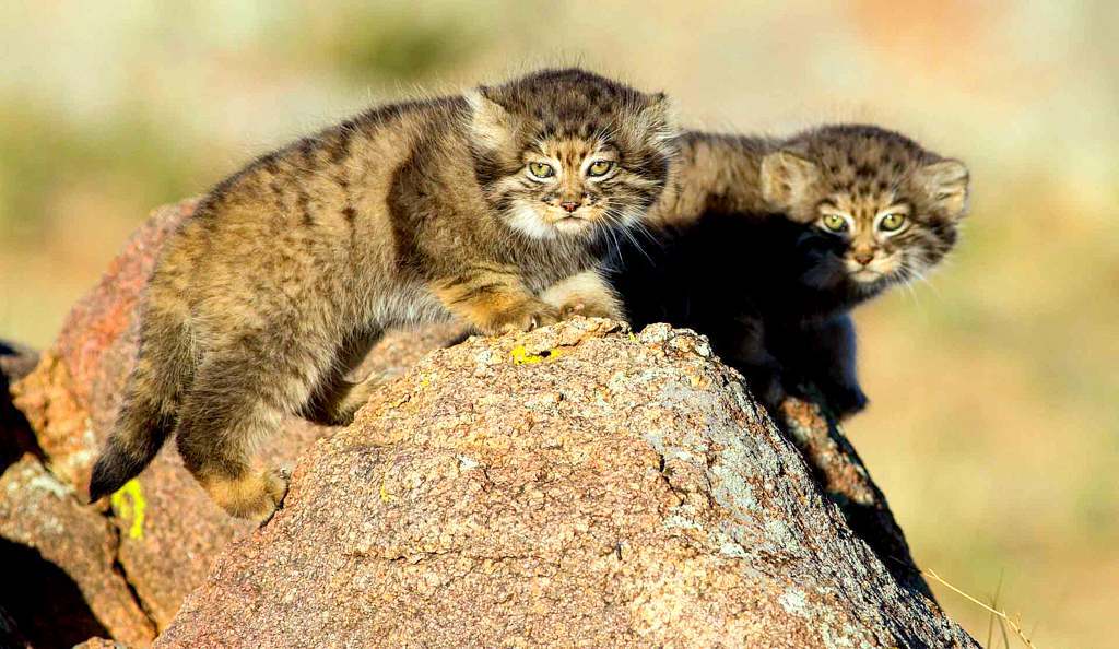 Steppe cat Manul - cat, Wild animals, Predator, The photo, Longpost, Pallas' cat