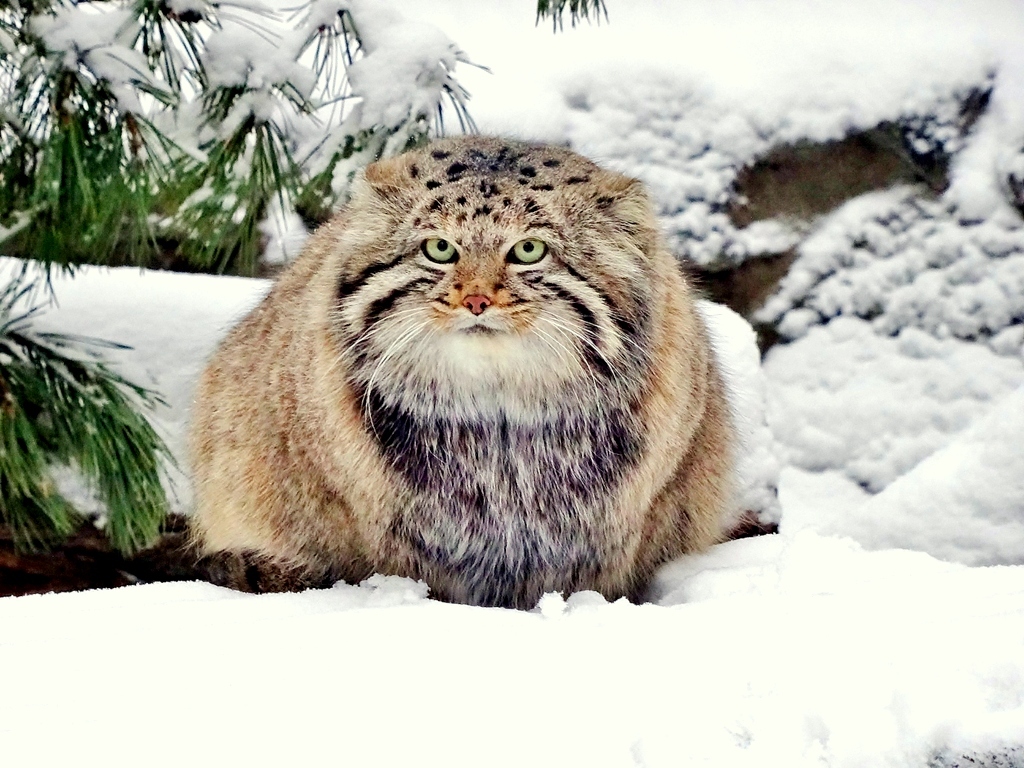 Steppe cat Manul - cat, Wild animals, Predator, The photo, Longpost, Pallas' cat