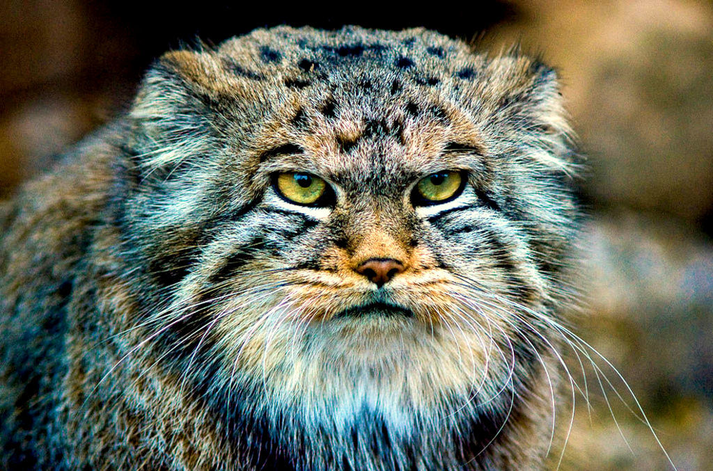 Steppe cat Manul - cat, Wild animals, Predator, The photo, Longpost, Pallas' cat