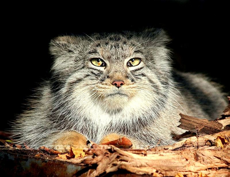 Steppe cat Manul - cat, Wild animals, Predator, The photo, Longpost, Pallas' cat