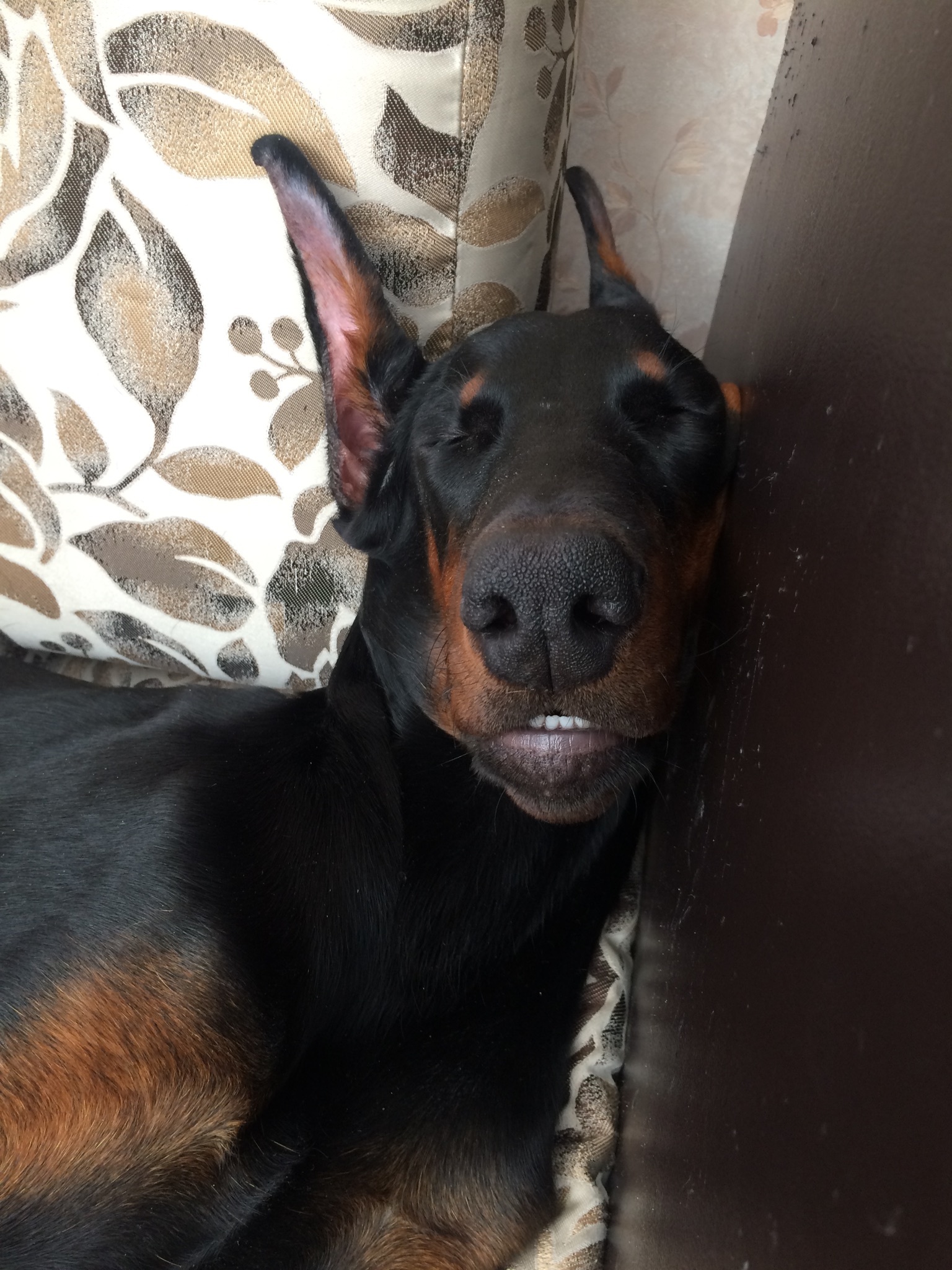 Doberman :) - My, Dog, Doberman, Animals, Grace, , Longpost, The photo