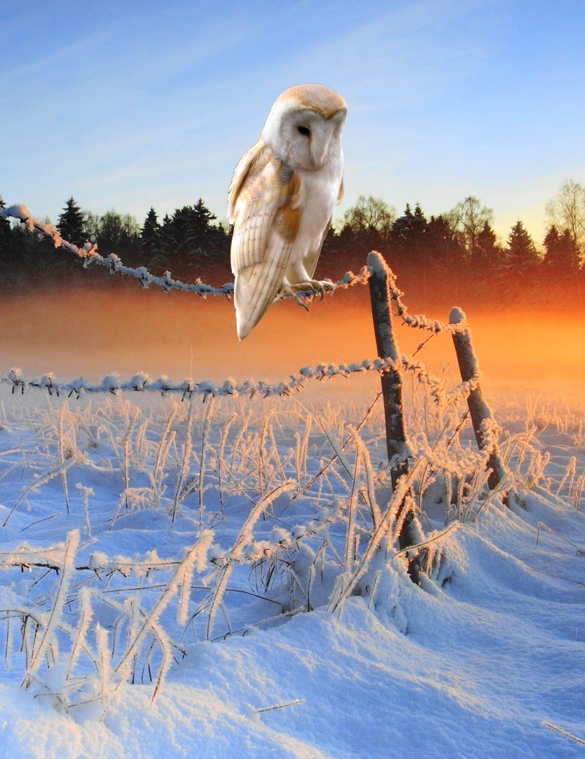 Owls - they are incredibly beautiful) - Owl, , Winter, Beautiful