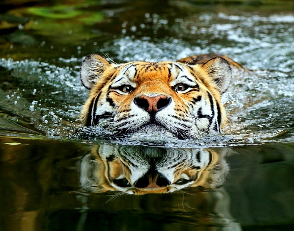 Дикие кошки и вода | Пикабу