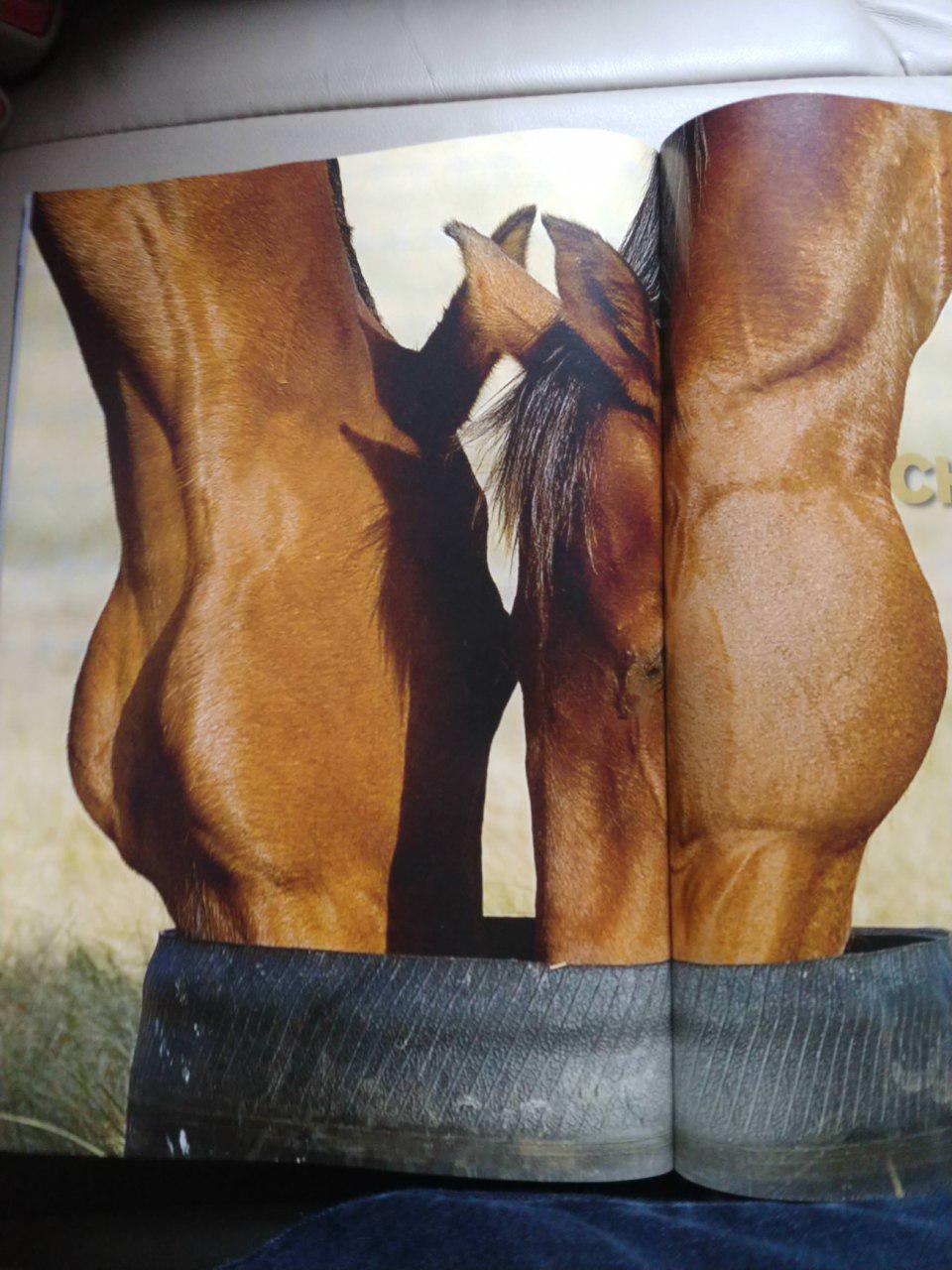 For a long time I tried to understand what was wrong with these models. - The photo, Ambiguity, Models, Horses