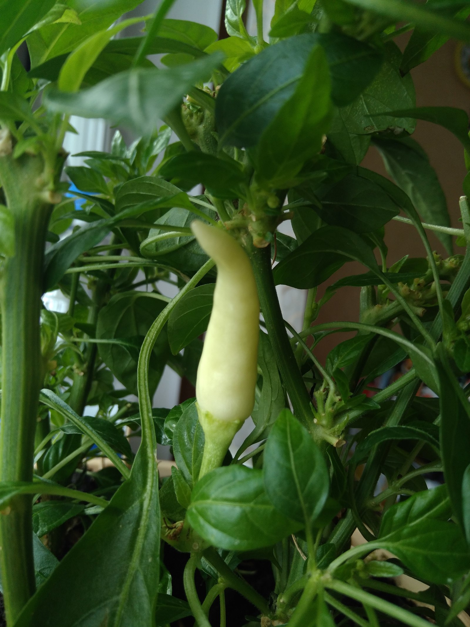 Capsicum :-) - My, Capsicum, Pepper, Fruit, Plants, Houseplants, Gardening