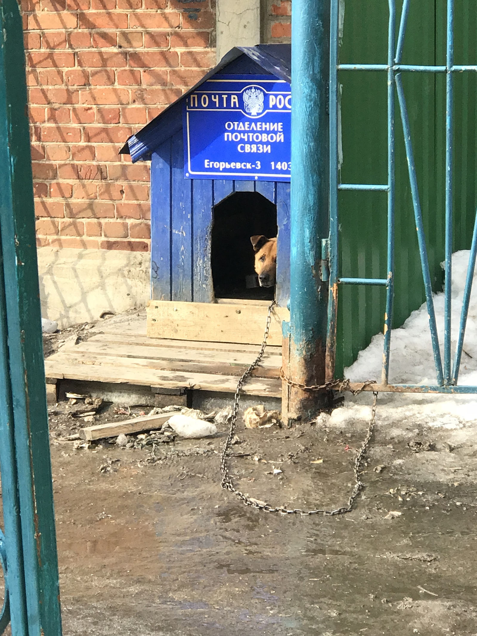 Russian Post Branch Grisha - My, Post office, dogs), Dog, mail