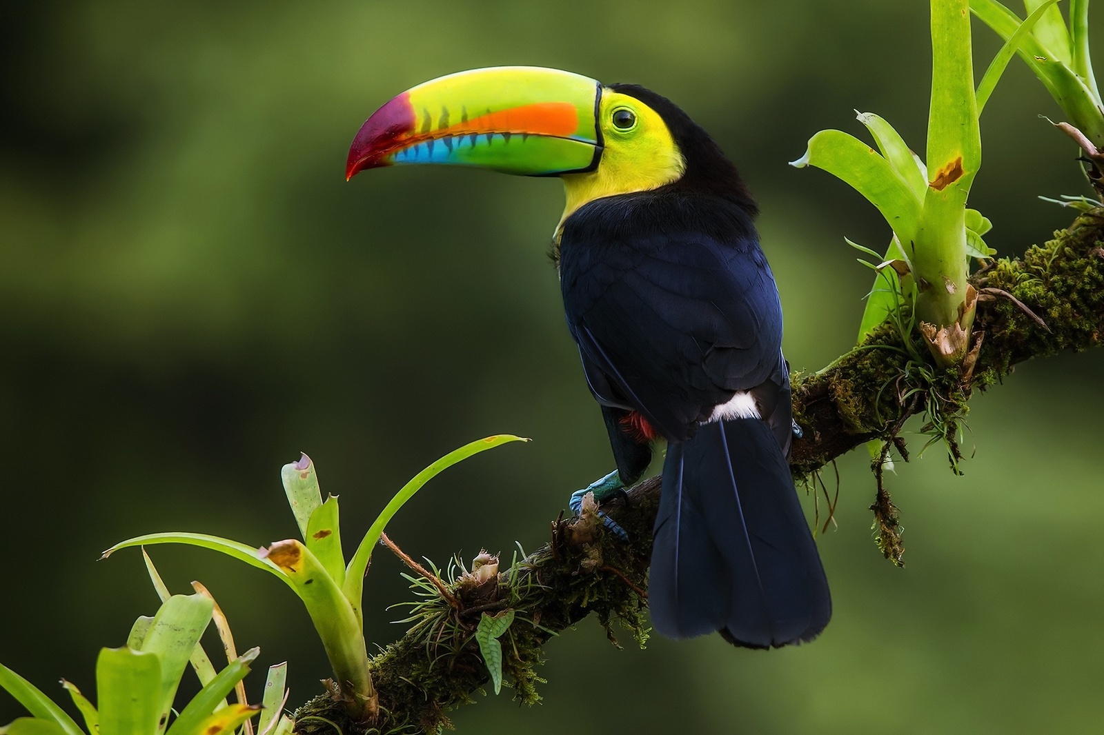 Multicolored chicks. - Birds, Toucan, Nature, The photo, Humor, Joke