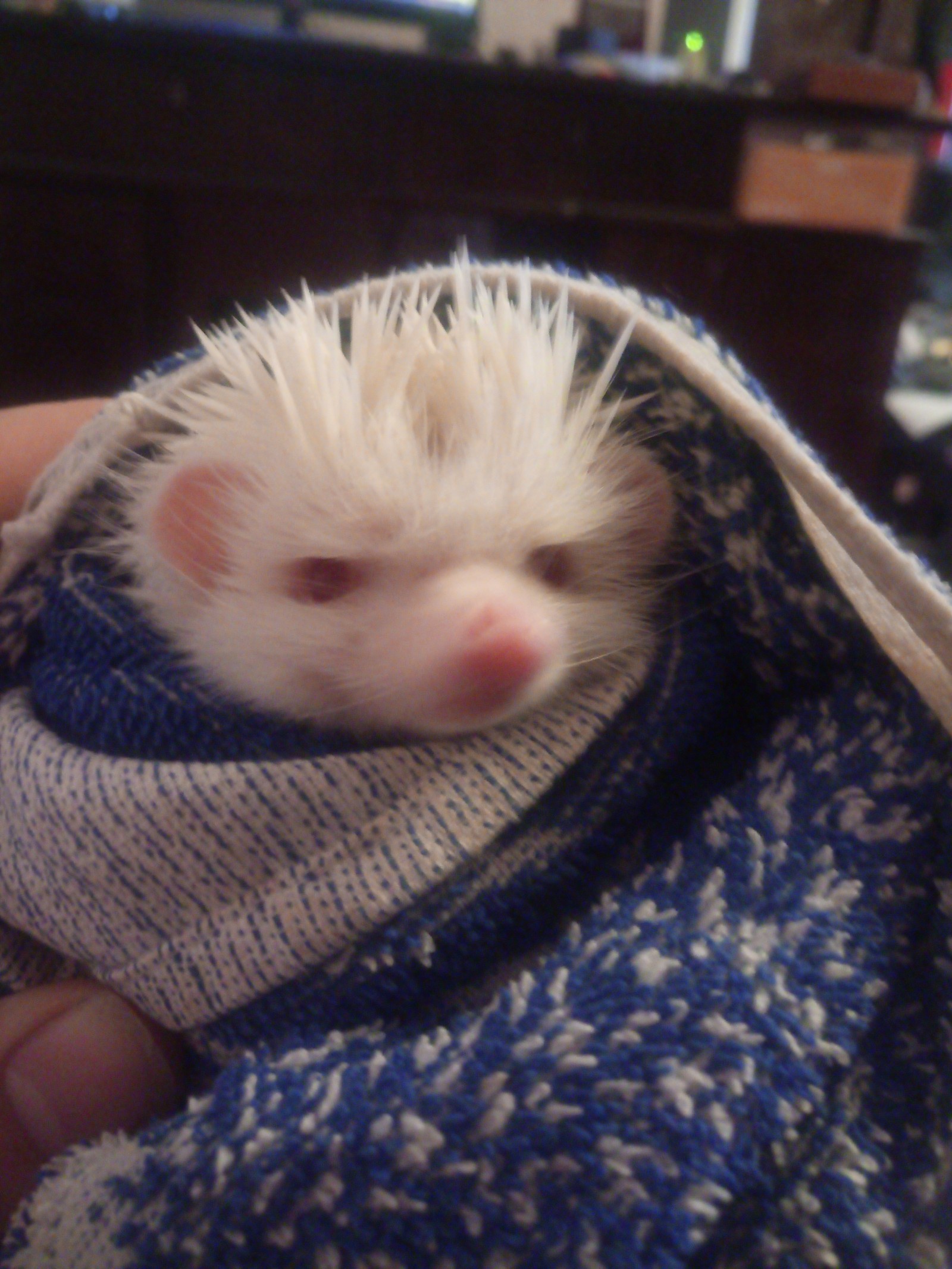 Hedgehog after bath. - My, Hedgehog, Albino, Bath, Longpost