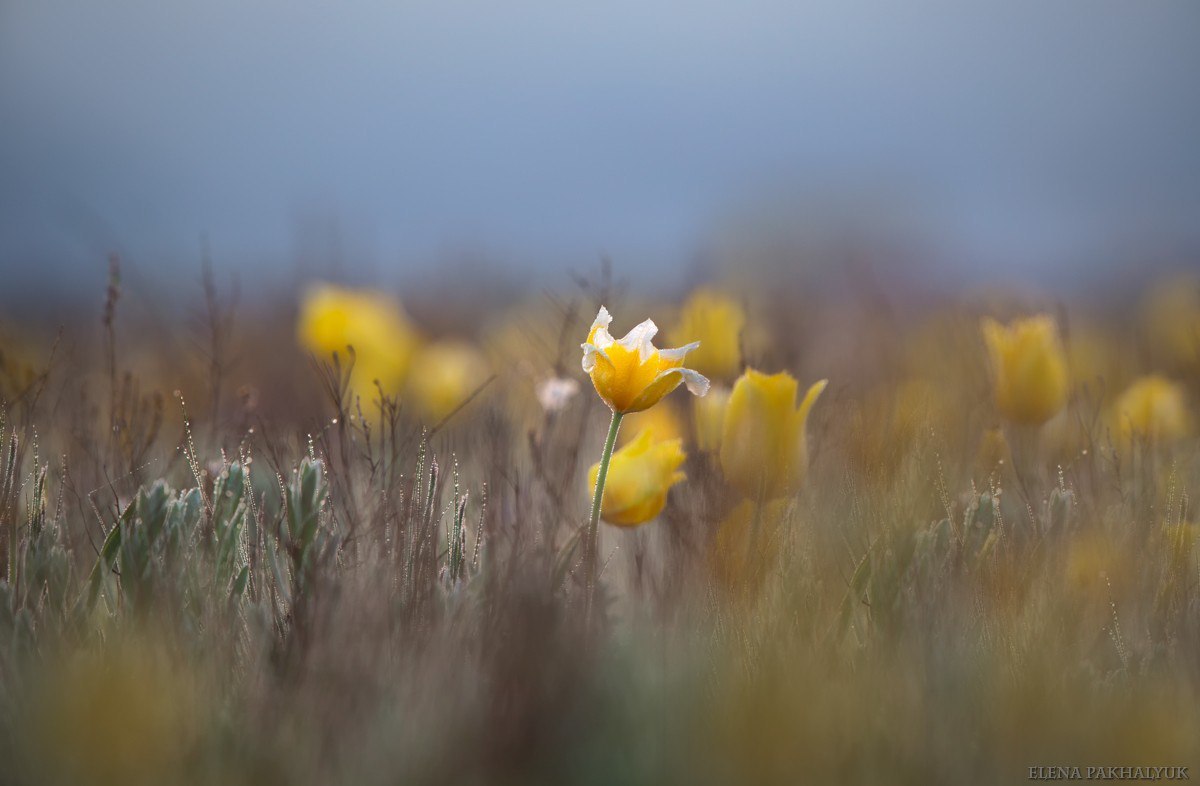 Blooming wild tulip in Crimea - OpukSky Nature Reserve, Crimea, Russia, Spring, Landscape, Nature, Longpost, The photo