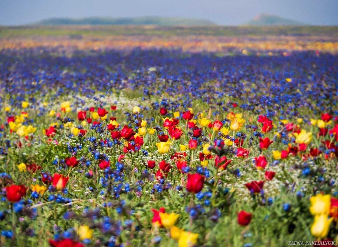 Blooming wild tulip in Crimea - OpukSky Nature Reserve, Crimea, Russia, Spring, Landscape, Nature, Longpost, The photo