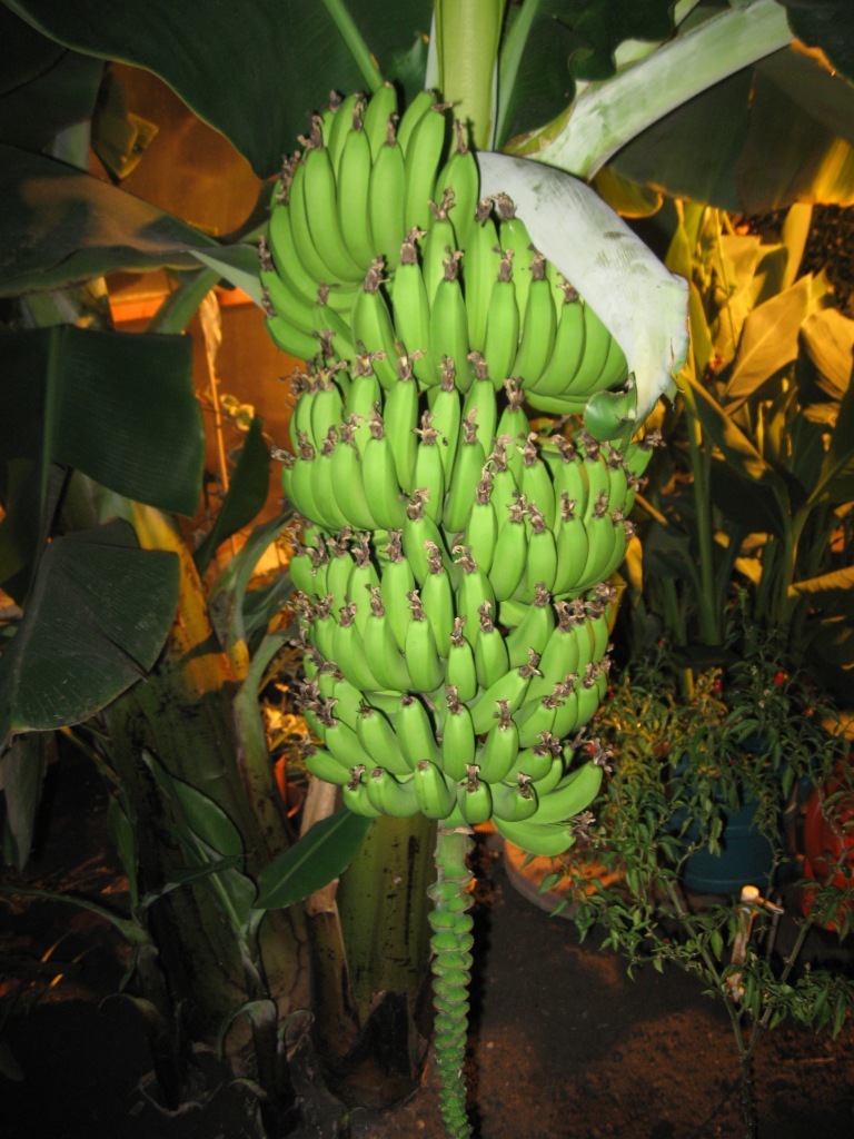 About lemons and more - My, Winter Garden, Lemon, Banana, Longpost, Magnitogorsk, The photo, Papaya