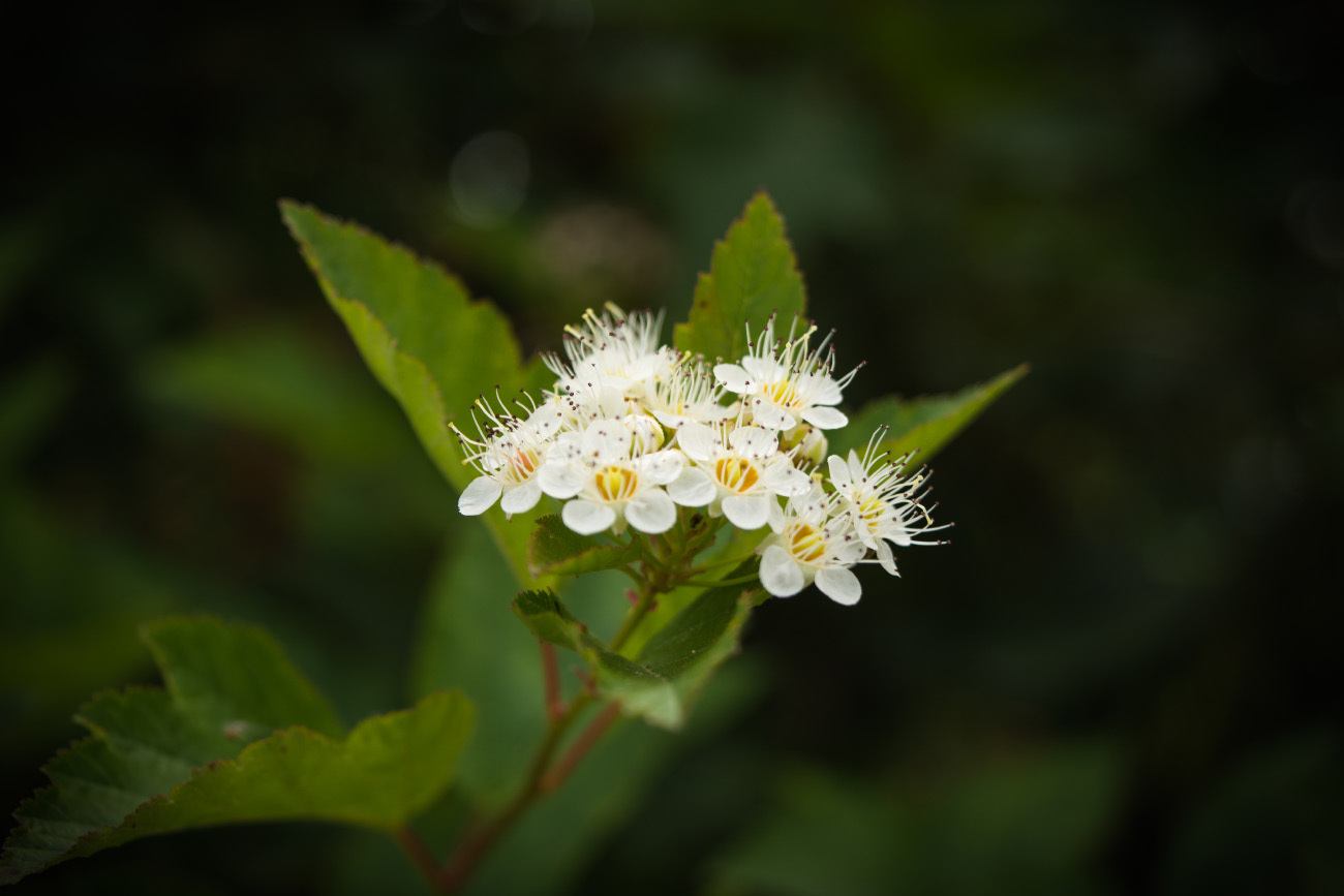 My floral dark selection - My, The photo, Flowers, Marigolds, , Asters, , Nikon d5200, 18-55 kit, Longpost