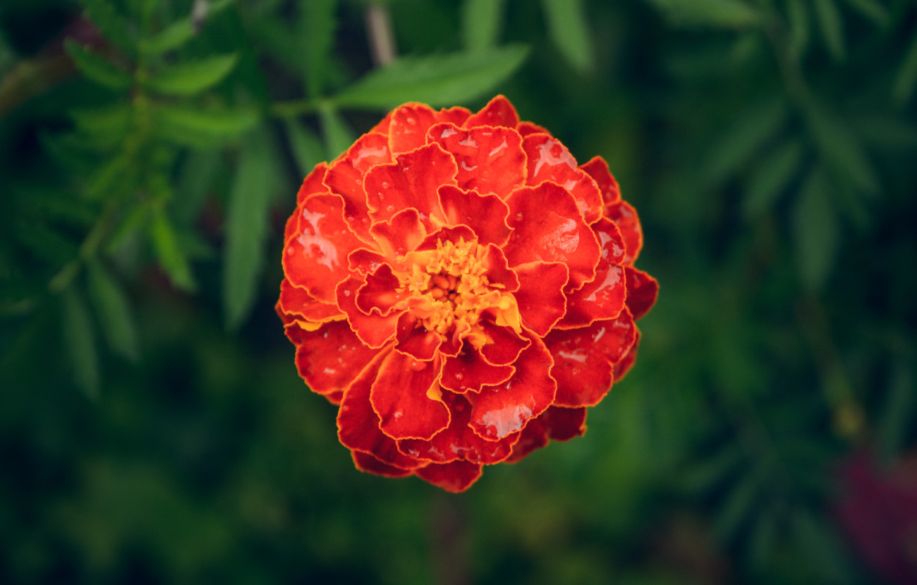 My floral dark selection - My, The photo, Flowers, Marigolds, , Asters, , Nikon d5200, 18-55 kit, Longpost