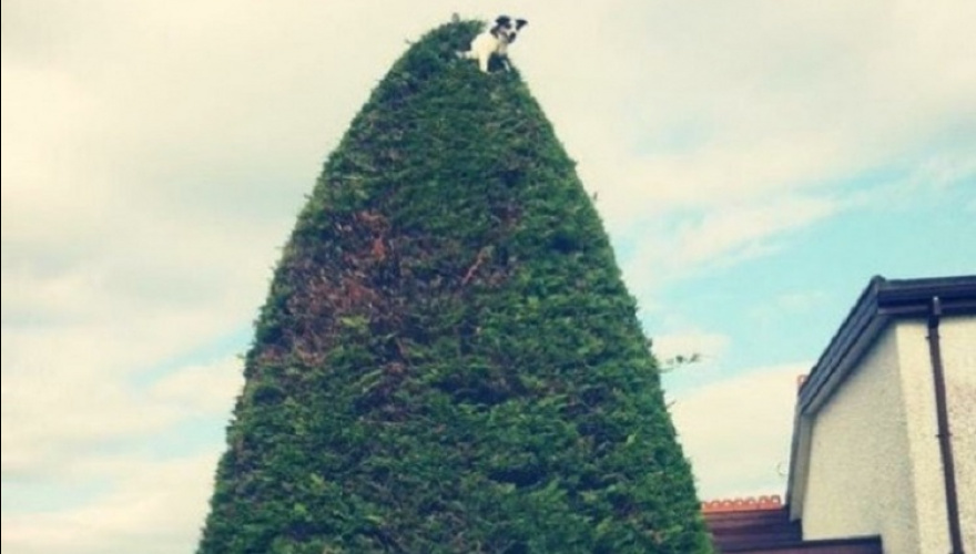 When you could! - Dog, Tree, Wish, The photo
