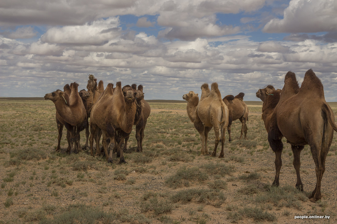 Around the world 17/18. Mongolia. Hell for vegetarians and hospitality with koumiss. Story #4 - , Trip around the world, Longpost, Onliner by