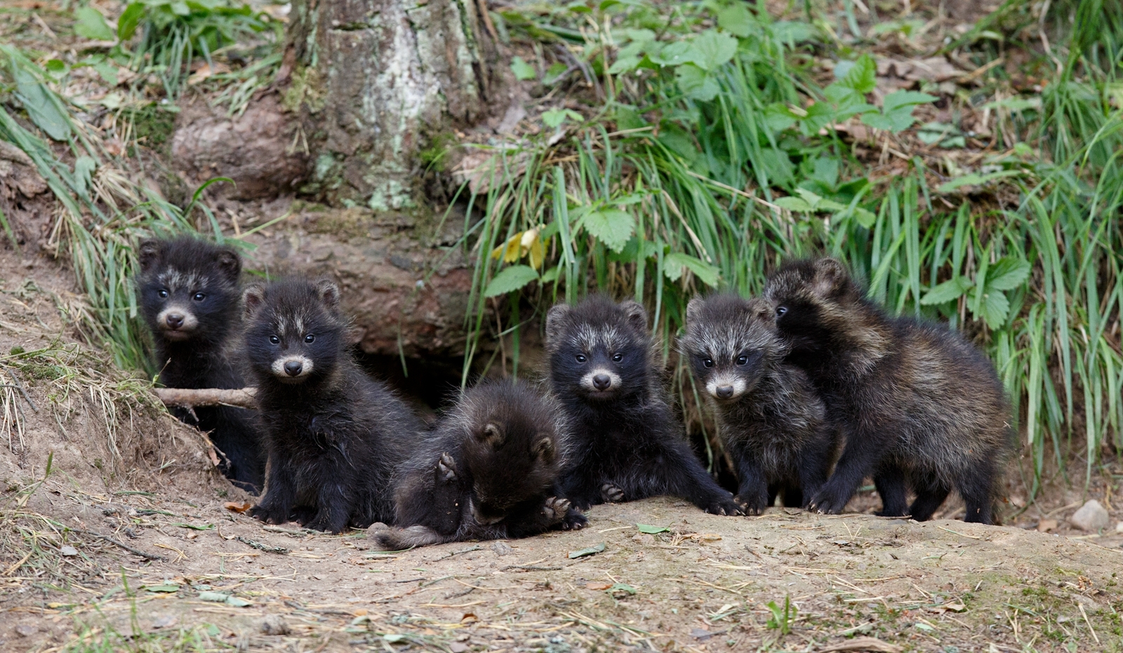 Gang - The photo, Nature, Puppies, Milota