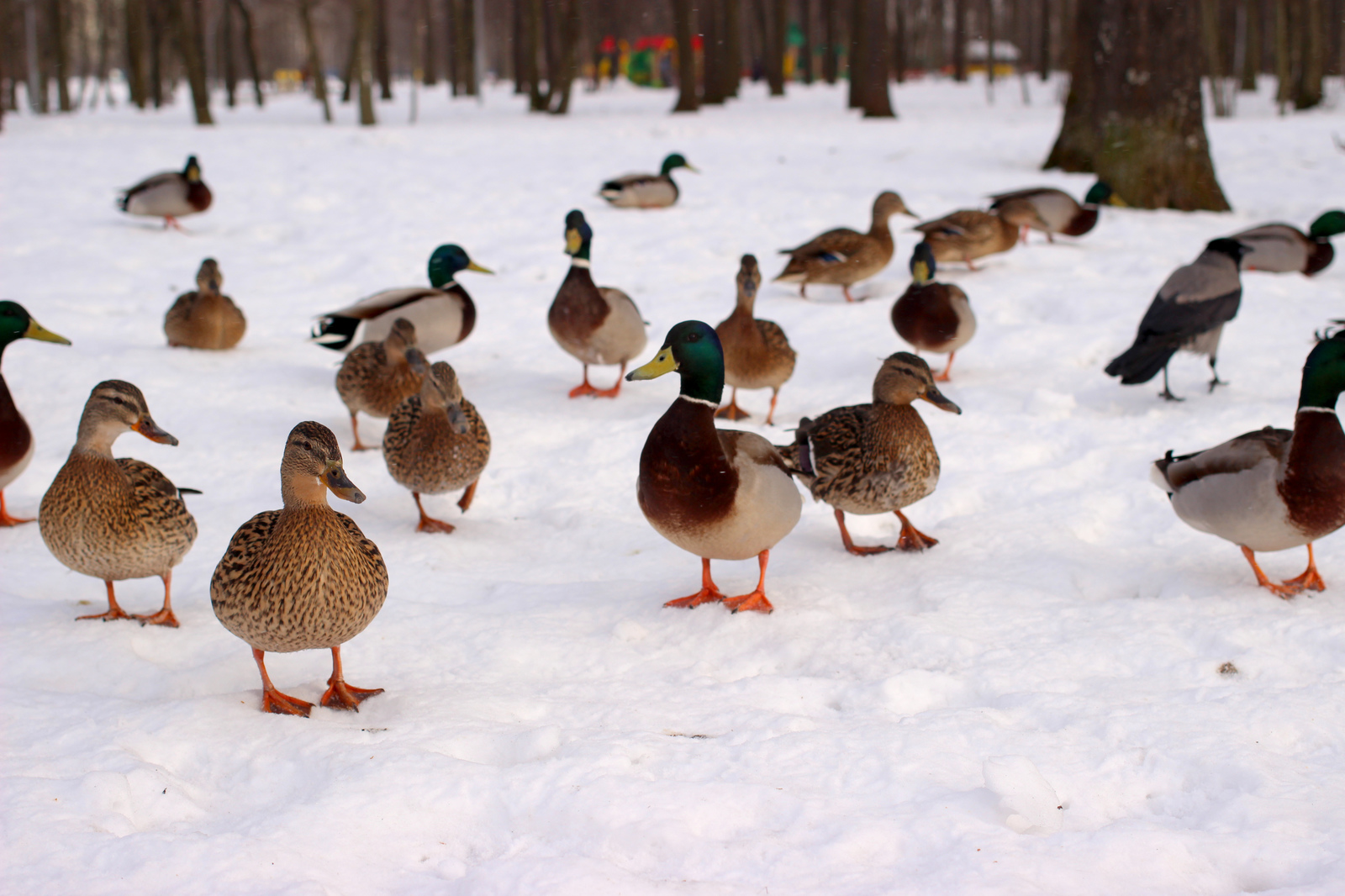 ducks) - My, Duck, Quack quack, Longpost