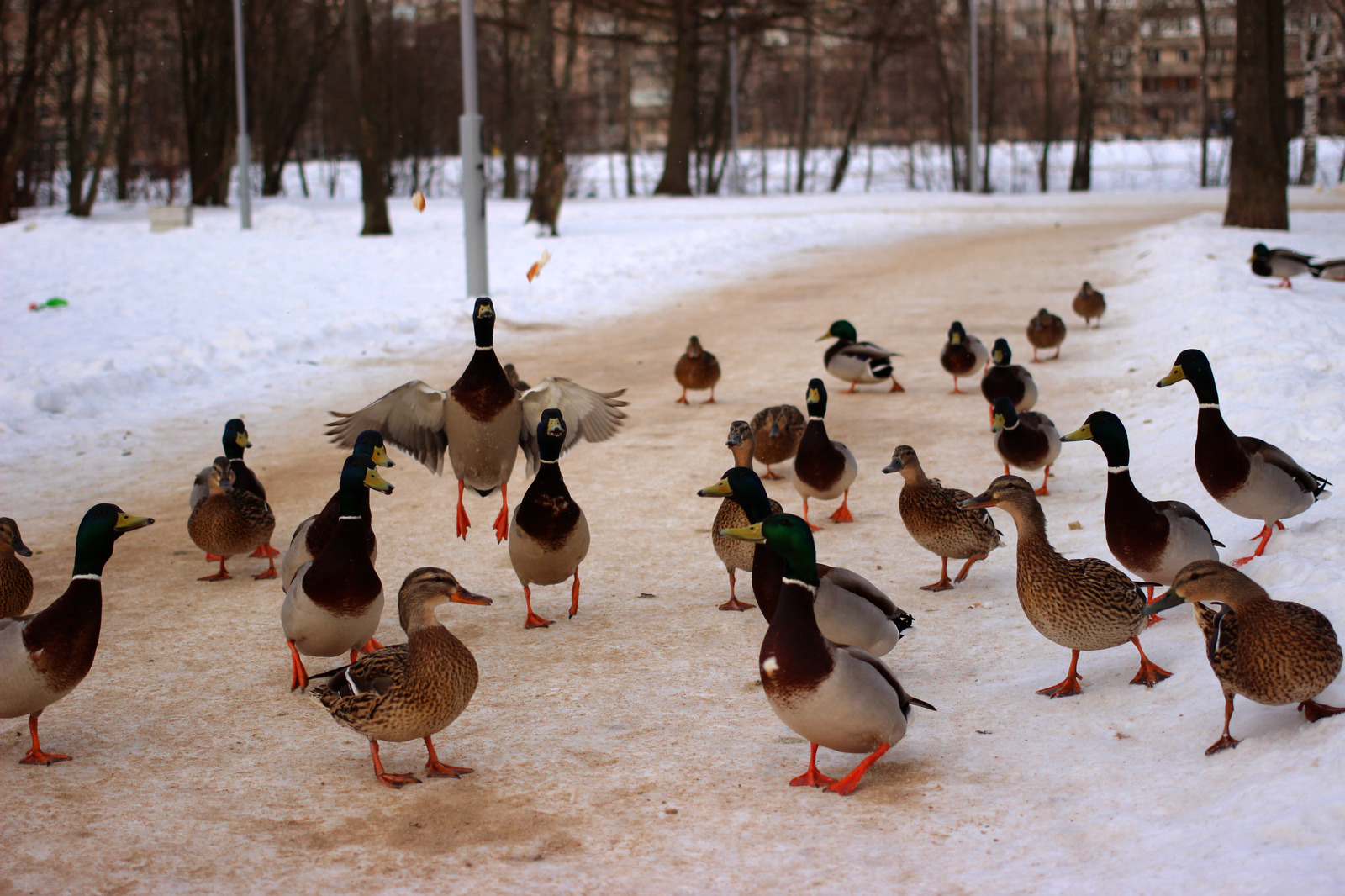 ducks) - My, Duck, Quack quack, Longpost