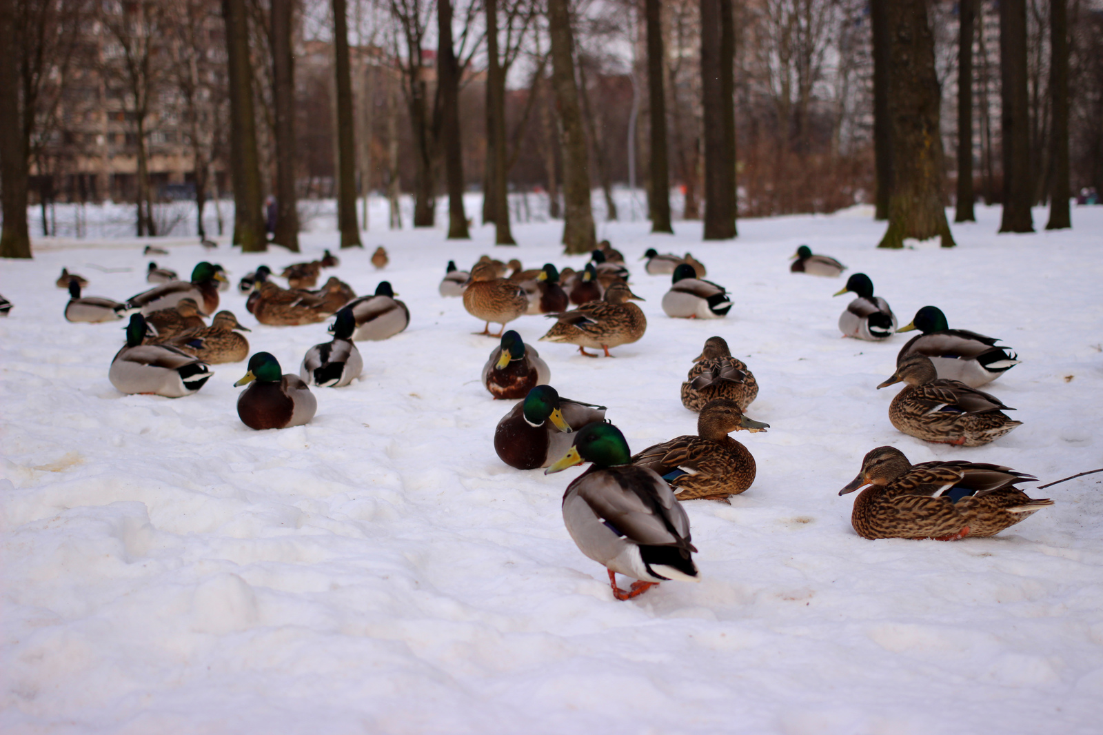 ducks) - My, Duck, Quack quack, Longpost