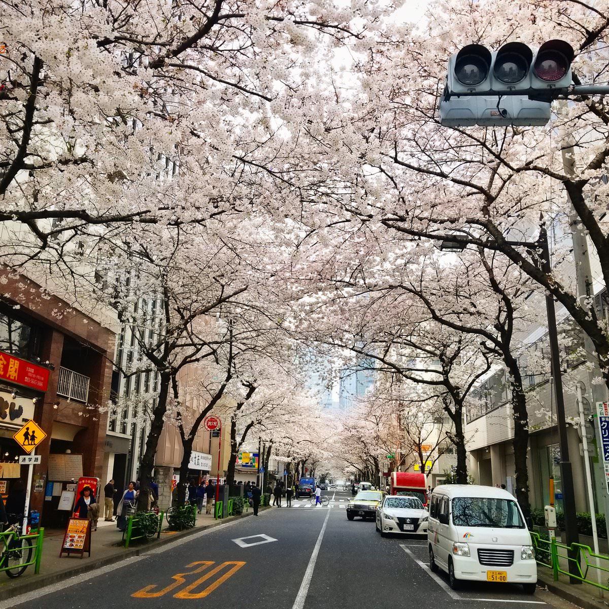 Spring in Japan - Spring, Japan, Sakura, Flowers, beauty, The photo