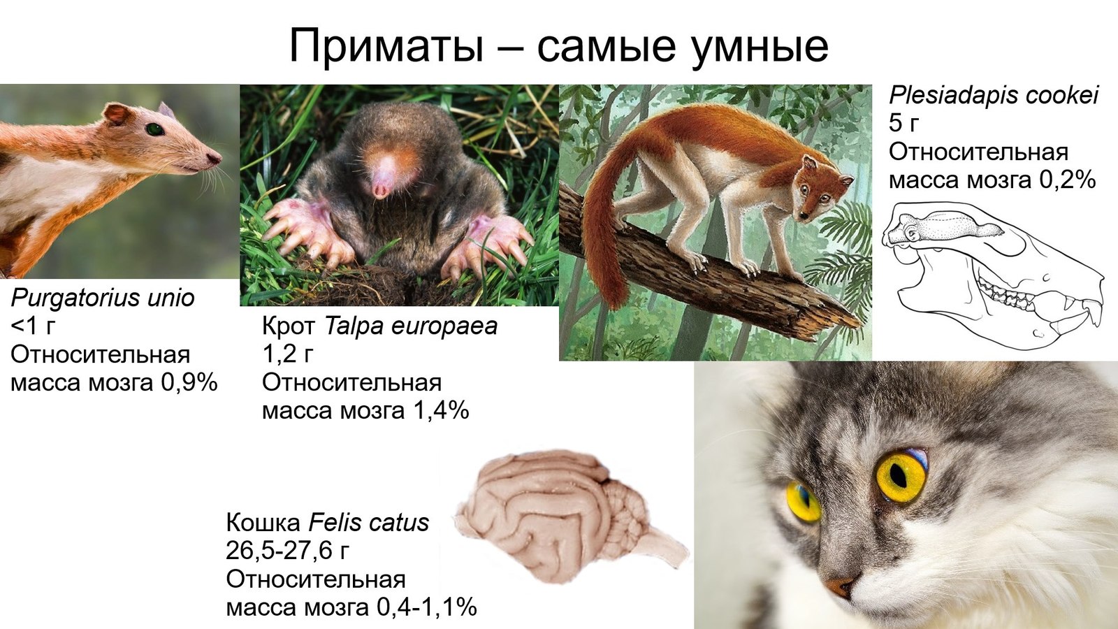 Мифы об умном предке. Блистали ли интеллектом питекантропы и проконсулы? |  Пикабу