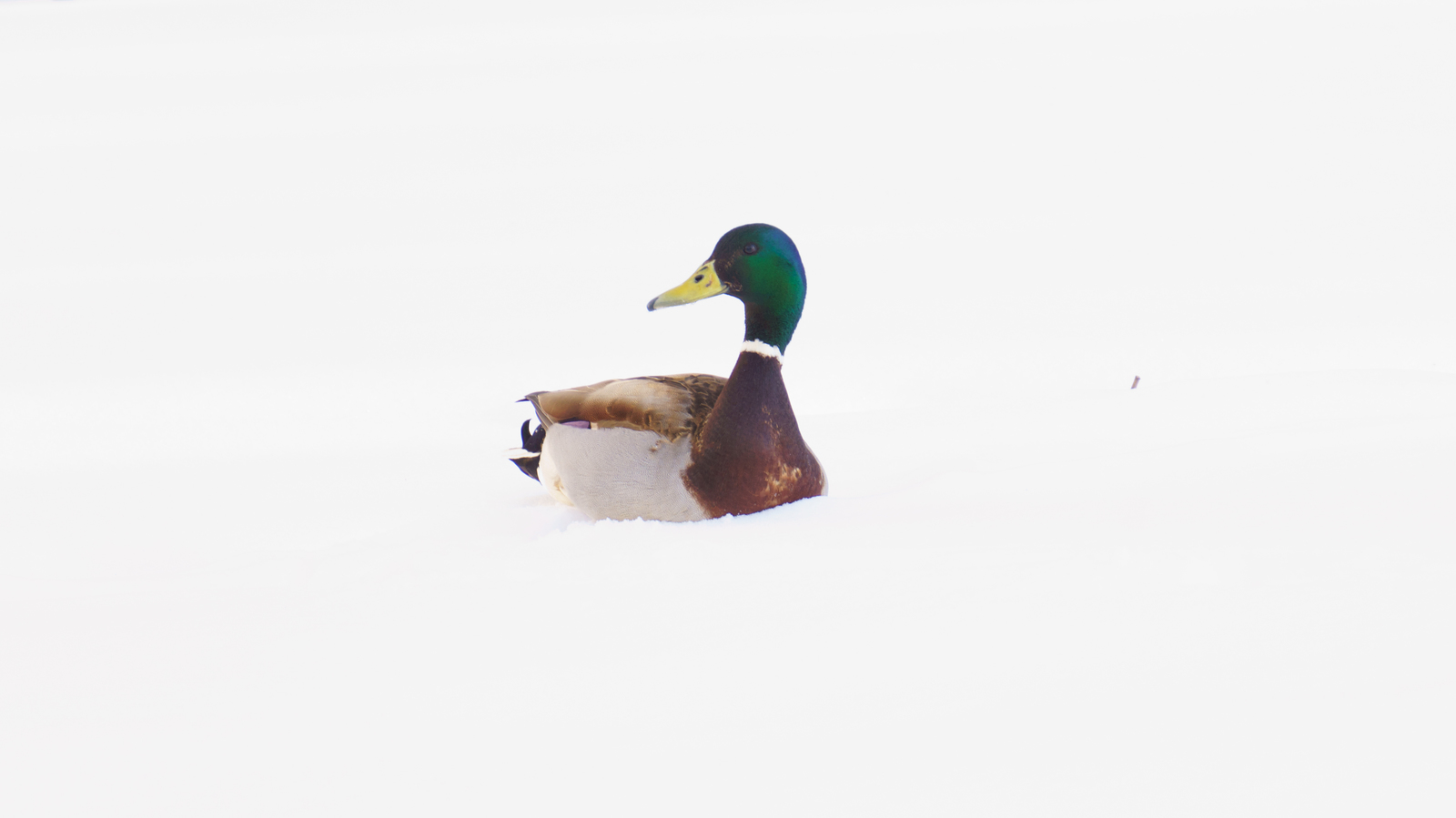 Duck in the snow. - My, Beginning photographer, My, Nex 3