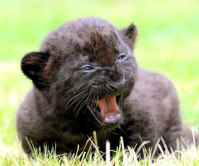 Black Panther - Panther, Longpost, The photo, Wild animals, Jaguar, Animals, Cat family, Big cats