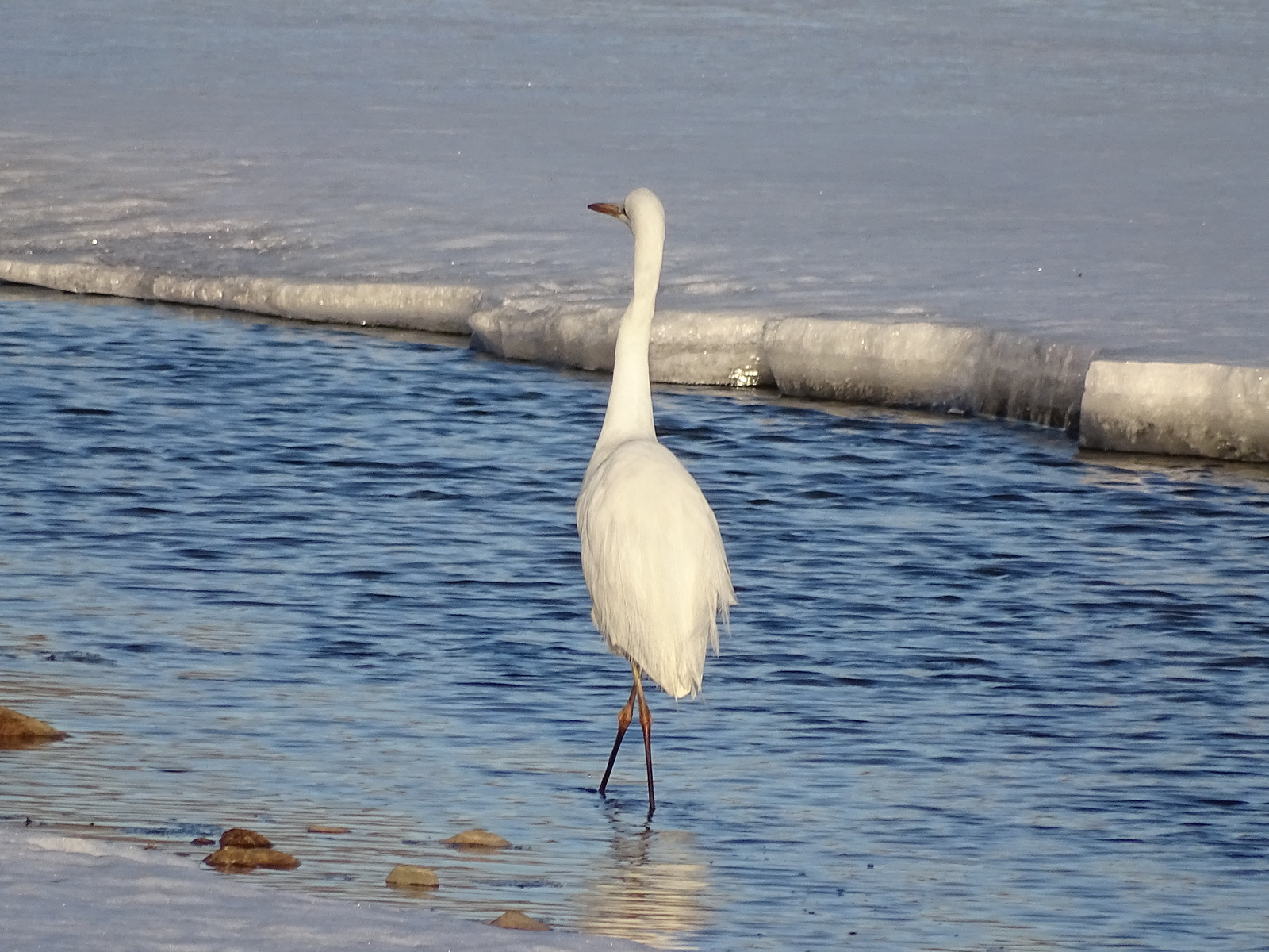 Encounter with a Great Egret on the Razdolnaya River, Primorsky Territory, Oktyabrsky District. - My, Birds, Egret, Primorsky Krai, Razdolnaya River, Oktyabrsky District, Pokrovka, Longpost