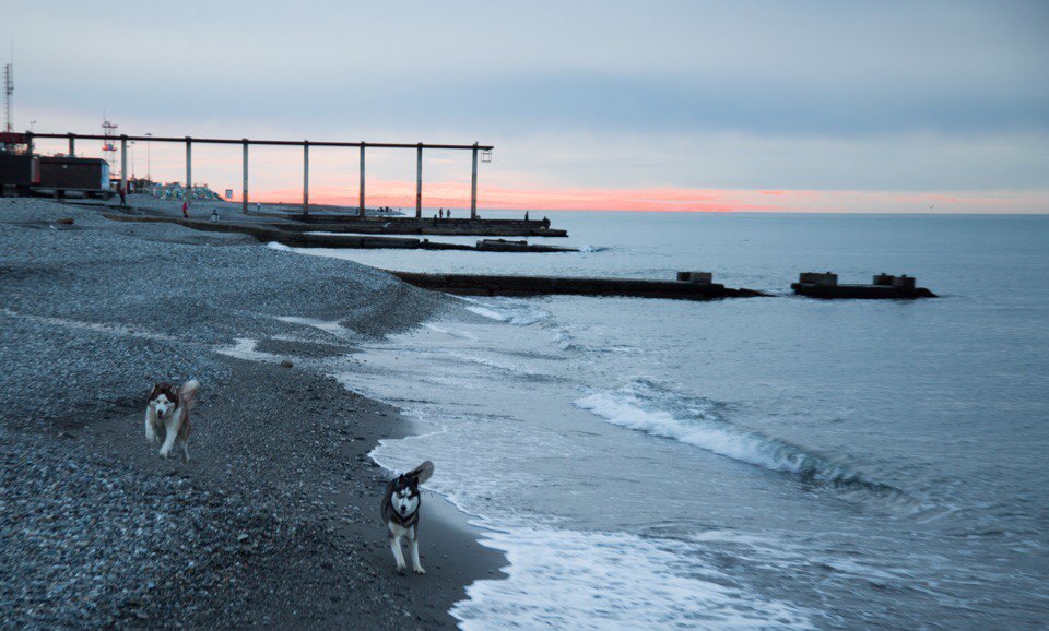 Husky/sea/dawn - My, Sochi, Husky, Dog, Animals, dawn, Beach