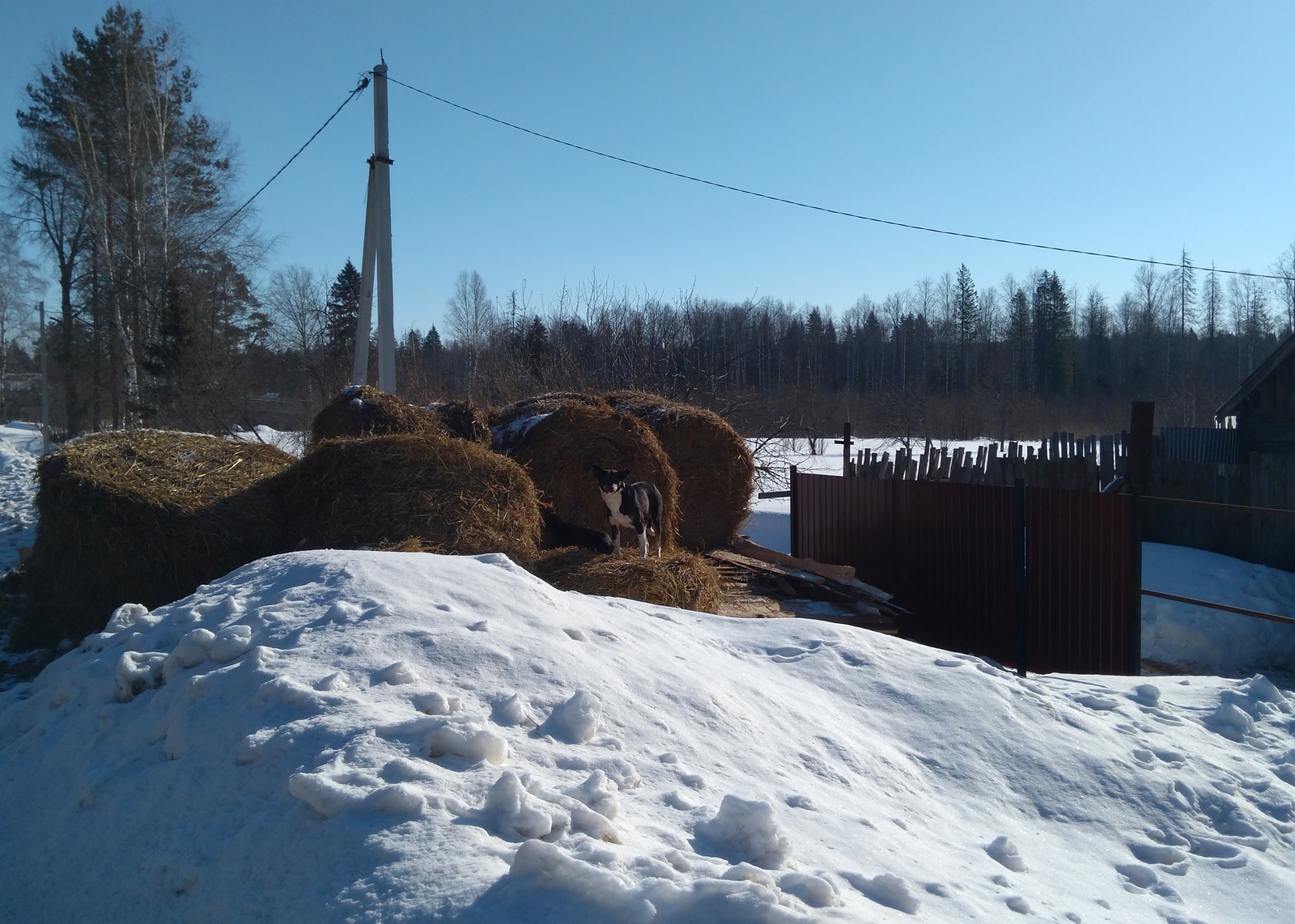 Lope de Vega - My, Dog, Hay, 