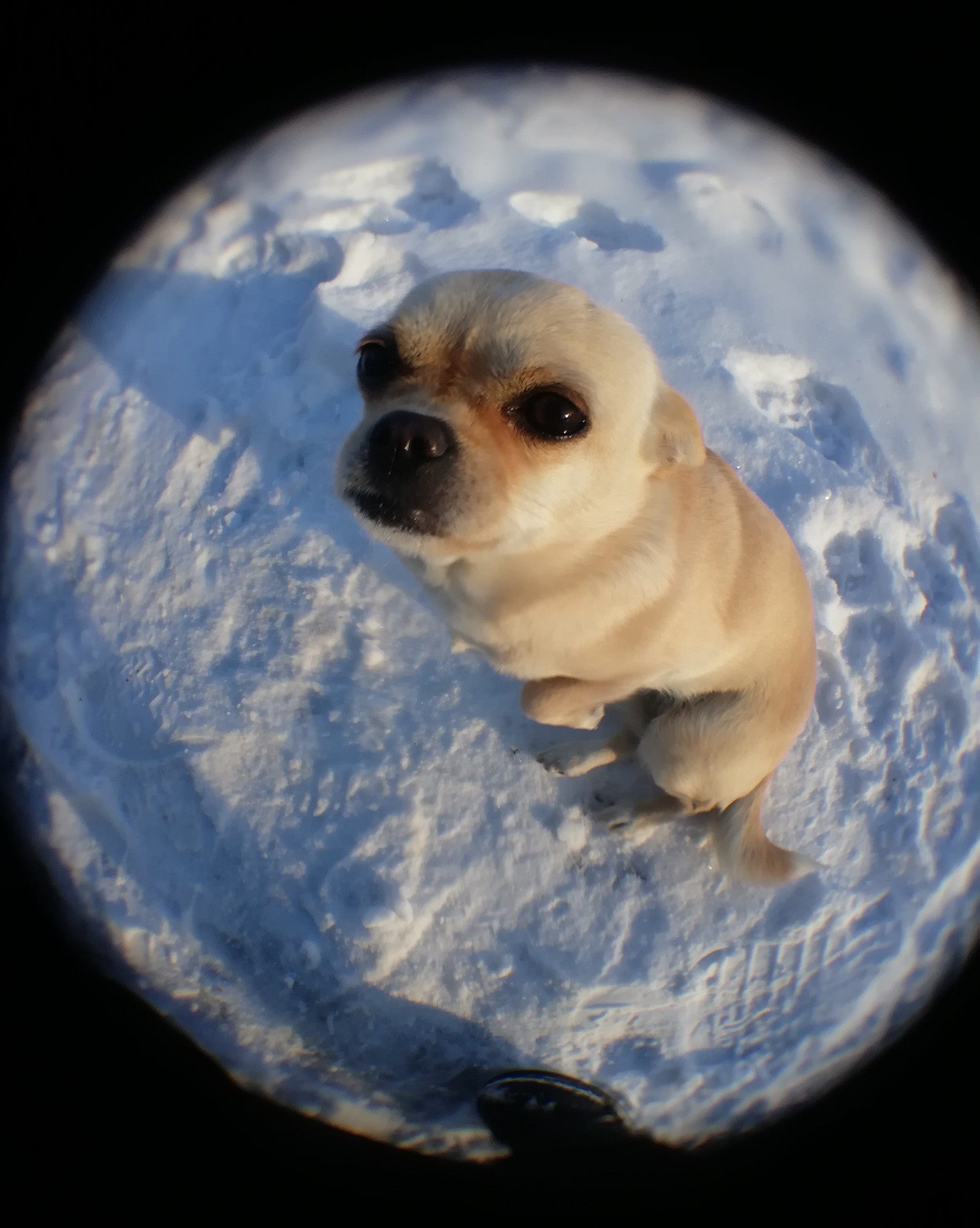 Playing around with new lenses - My, Tricolor cat, Dog, Longpost