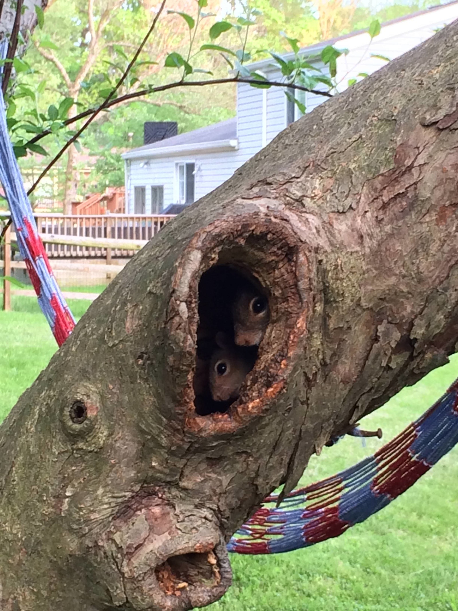 A family of squirrels settled in my tree - Tree, Squirrel, Hollow, Reddit, The photo