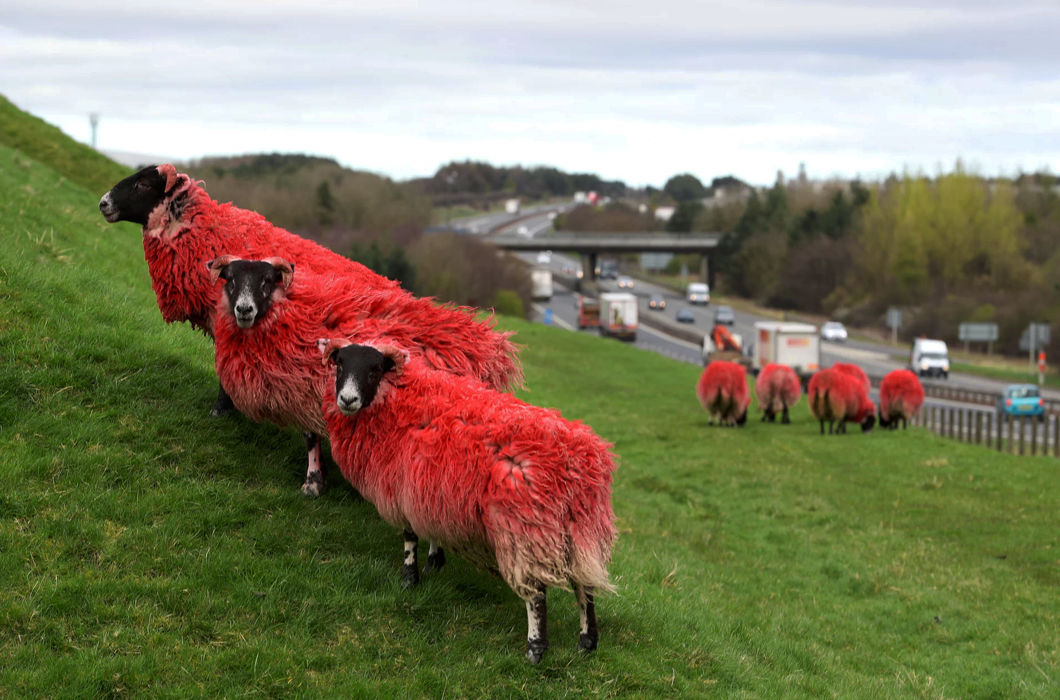 herd of red sheep - Animals, Sheeps, Herd, Road, The photo