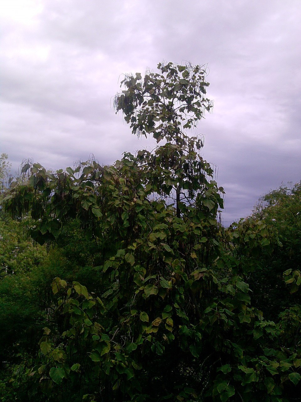 The story of another tree - My, Tree, View from the window, Time is running, I miss, Longpost