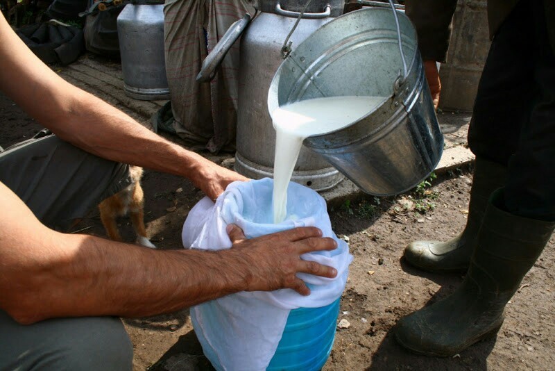 Как в Бессарабии делают брынзу сделано, часов, молоко, после, несколько, массу, около, сообщества, открытом, молока, очередь, Молоко, Готовый, продукта, бочку, закваска, брынзы, виноградного, подписаться, чтобы