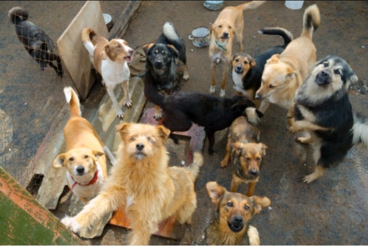 Prikamsk businessman gave his wife a dog shelter - Dogs and people, Animal shelter, The 14th of February, Presents
