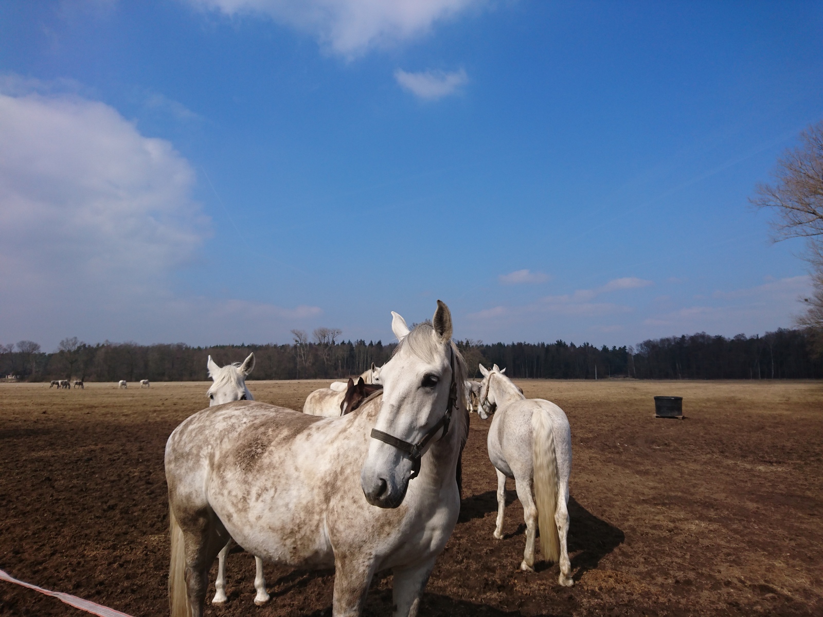 Horses in apples... - My, Czech, Horses, Horses, Longpost