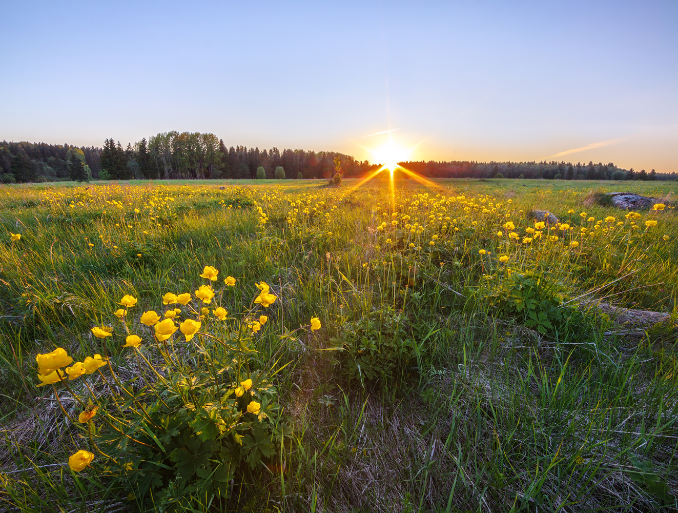 Цветение купальницы - Фотография, Природа, Красота, Россия