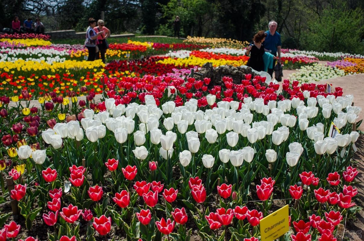 Need a little help Crimeans - Flowers, Mum, Help, Crimea