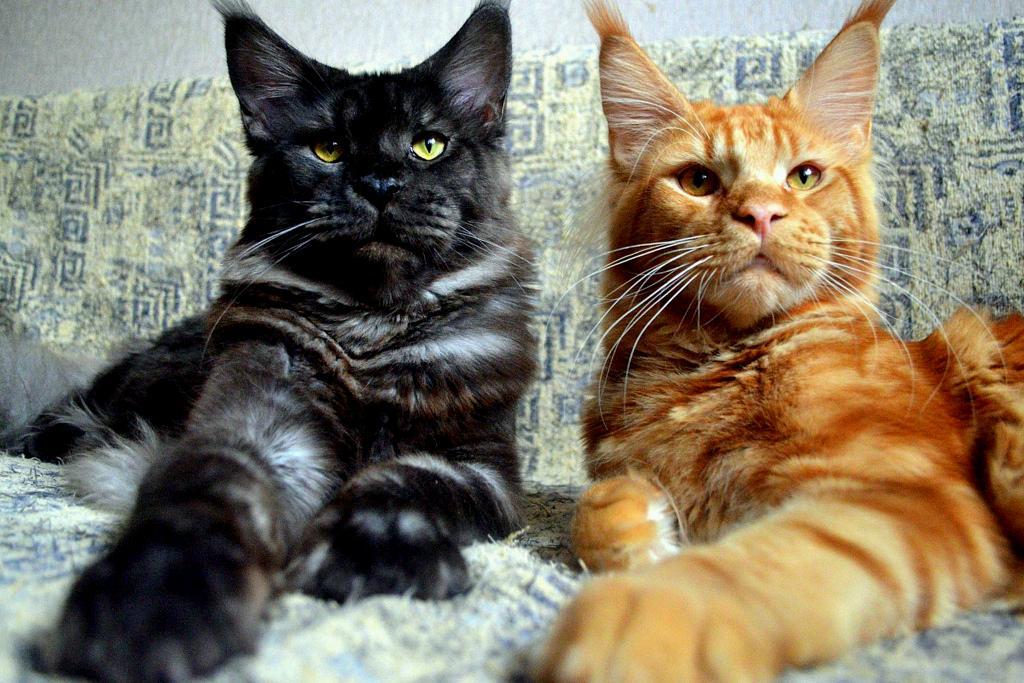 Maine Coon - cat, Maine Coon