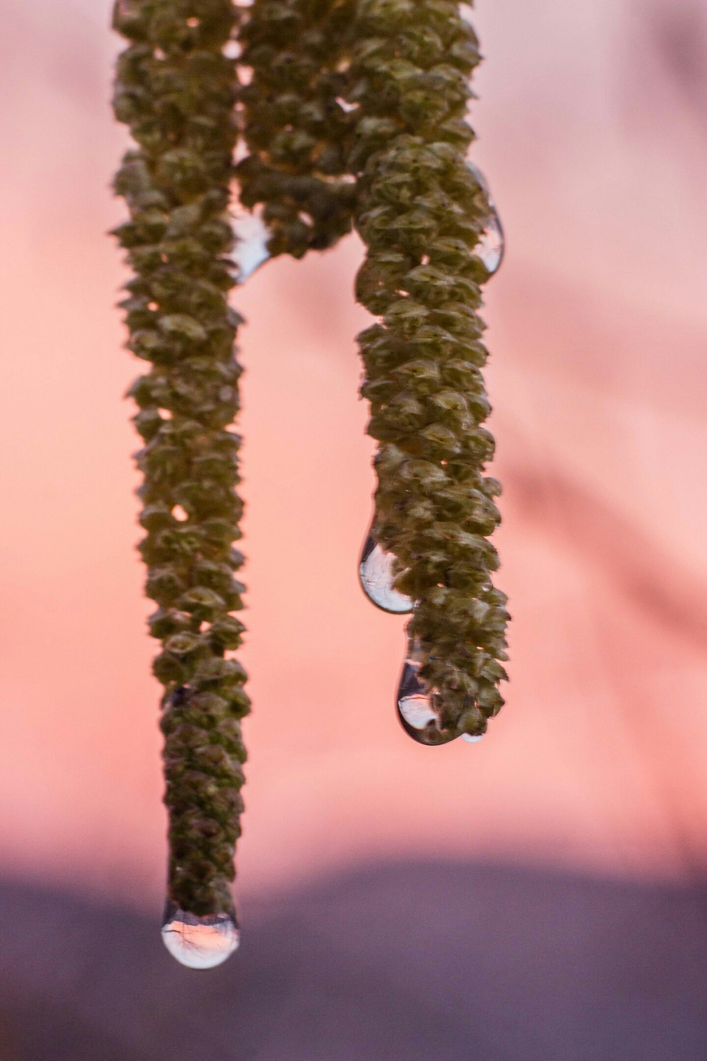 Hazelnut in spring - My, Spring, After the rain, Nature, Longpost