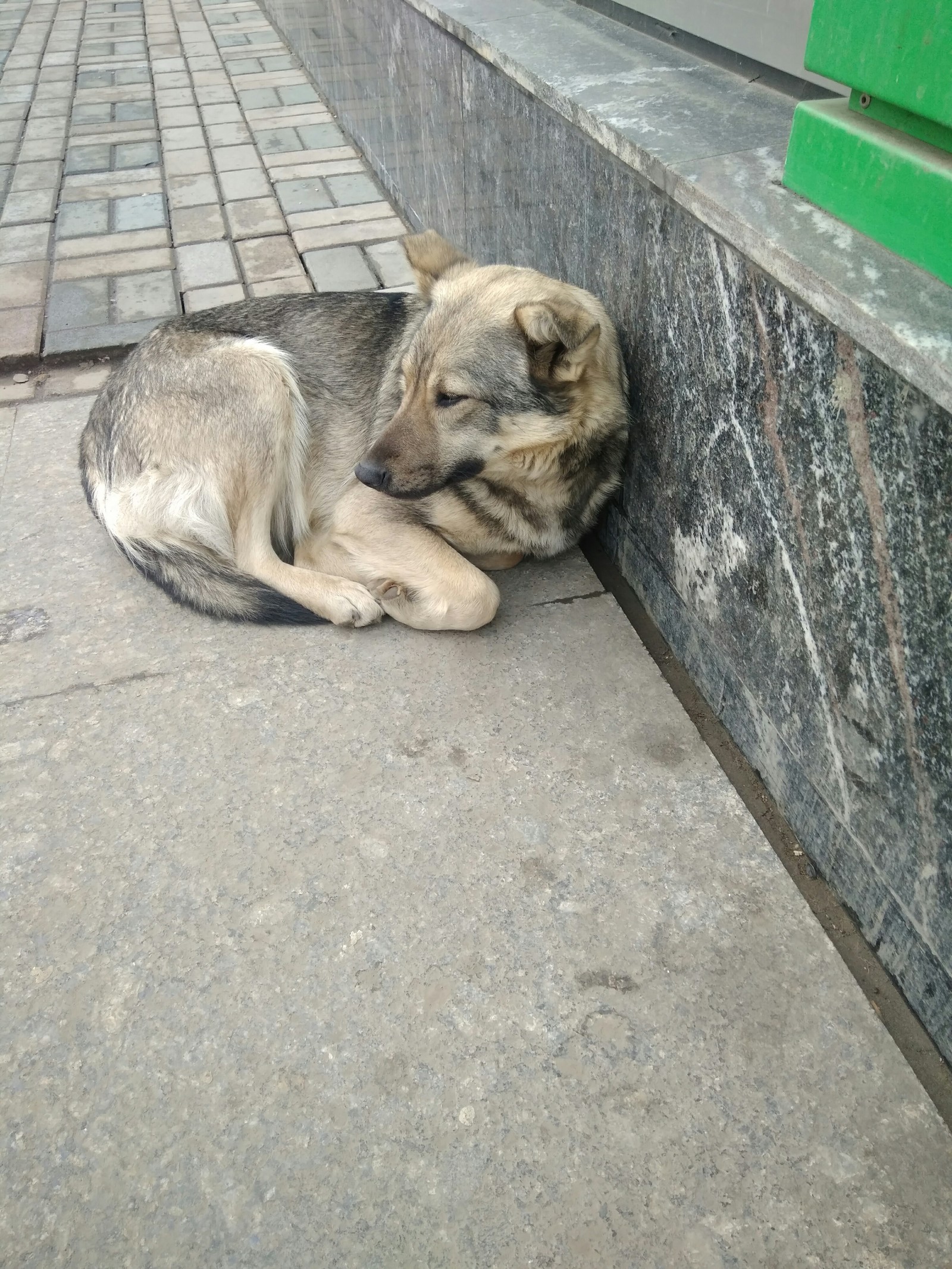 Москва.Собака на улице. - Моё, Помощь, Собака, Новый дом, Потеряшка, Без рейтинга, Длиннопост, Москва