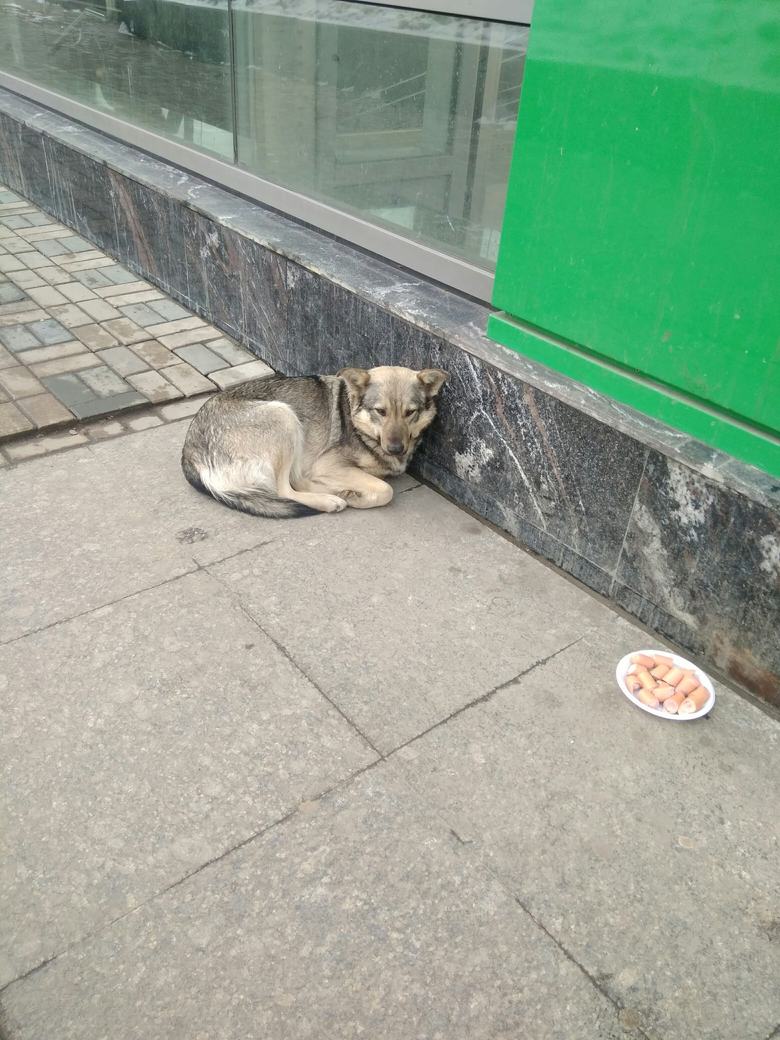 Москва.Собака на улице. - Моё, Помощь, Собака, Новый дом, Потеряшка, Без рейтинга, Длиннопост, Москва