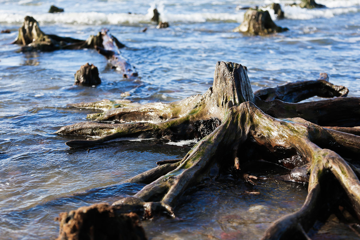 The roots of an ancient forest appeared from under the water in Zelenogradsk - Sea, Interesting, Nature, Beach, Longpost