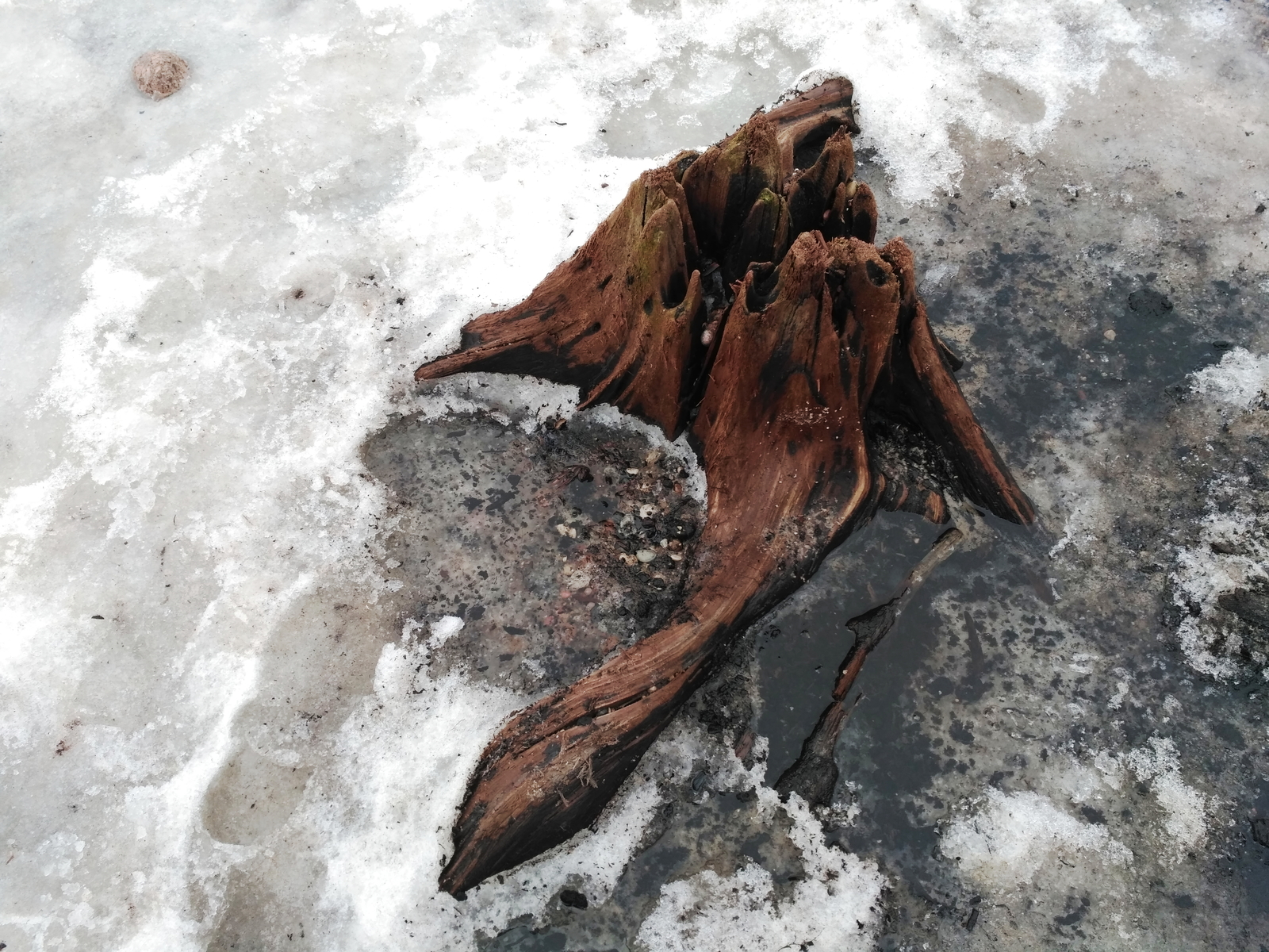 The roots of an ancient forest appeared from under the water in Zelenogradsk - Sea, Interesting, Nature, Beach, Longpost