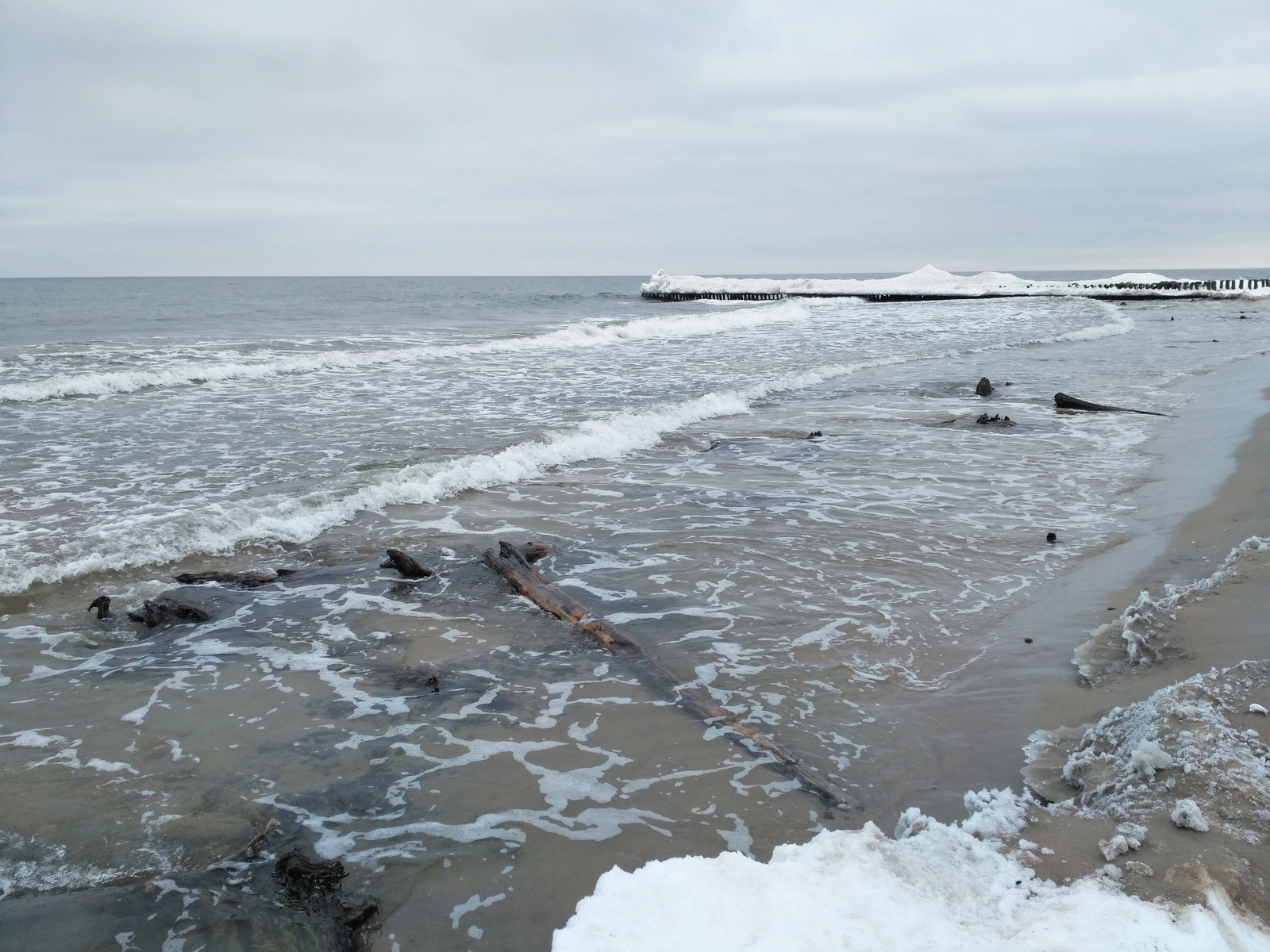 The roots of an ancient forest appeared from under the water in Zelenogradsk - Sea, Interesting, Nature, Beach, Longpost